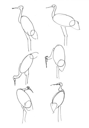 Поэтапное рисование аиста