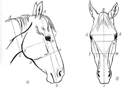 Лошадь в профиль рисунок поэтапно (52 фото)