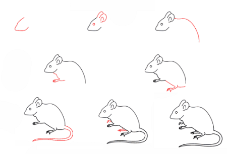 Поэтапное рисование крыса
