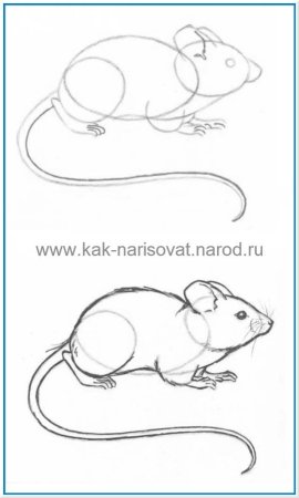 Рисунок мыши пошагово