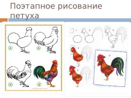 Пошаговое рисование петуха
