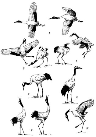 Птицы в разных позах