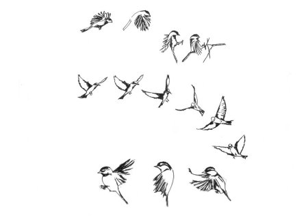 Полет птицы с сзади покадрово