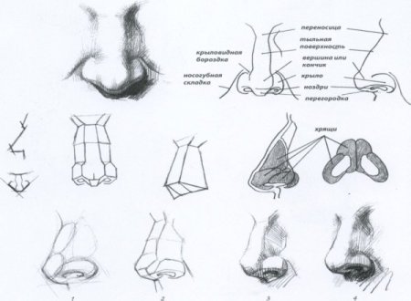 Схема рисования носа карандашом