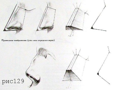 Схема построения носа