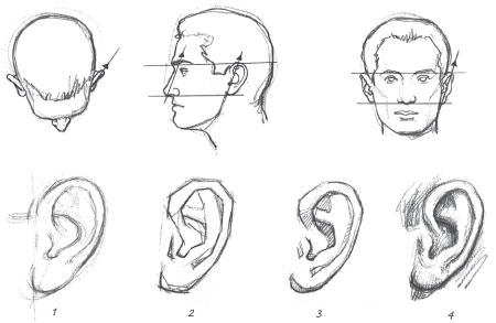 Ушная раковина референс