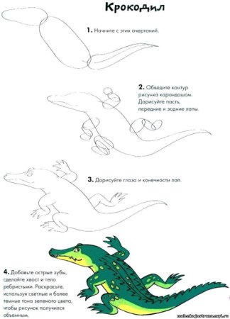 Схема рисования крокодила для дошкольников