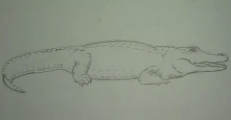 Поэтапное рисование крокодила для детей