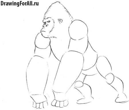Идеи для срисовки горилла легкие (90 фото)