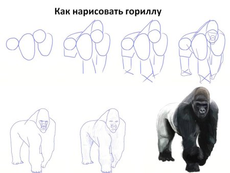 Рисунок горилла поэтапно (43 фото)
