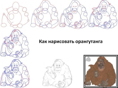 Как нарисовать обезьяну