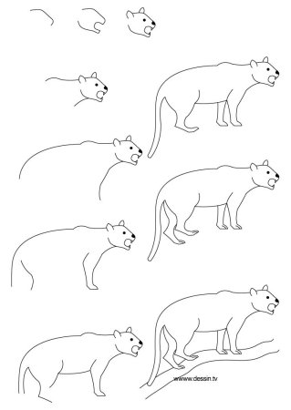 Снежный Барс рисунок карандашом