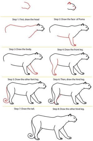 Наброски больших кошек