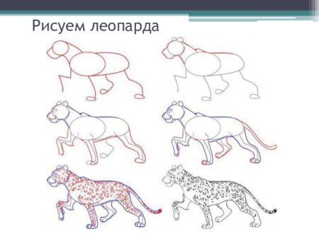 Раскраска пантера