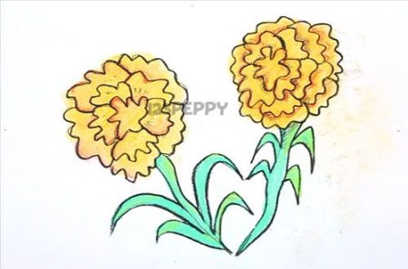 Бархатцы рисунок карандашом для детей