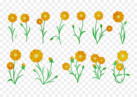 Календула цветок вектор