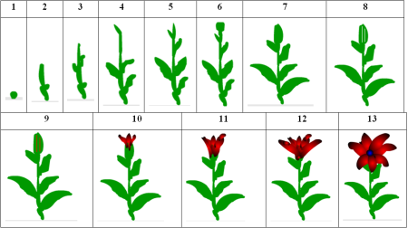 Цветок развивается на