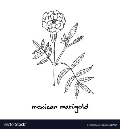 Бархатцы раскраска для детей