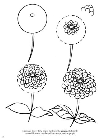 Поэтапное рисование хризантемы