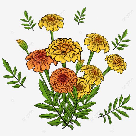 Бархатцы мелкоцветные ботаника