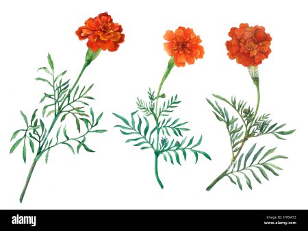 Бархатцы строение