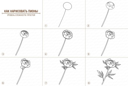 Пионы рисунок пошагово