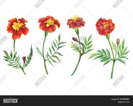 Бархатцы вектор