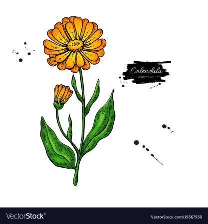 Календула рисунок для детей 1 класс