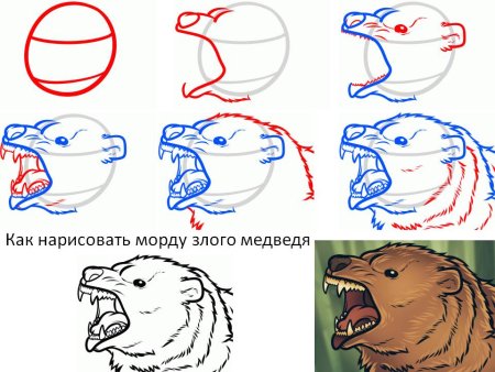 Как нарисовать морду медведя