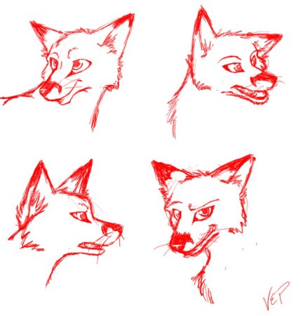 Анатомия головы лисы