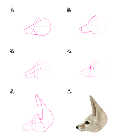 Лиса схема рисования морды
