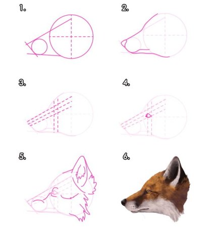 Анатомия морды лисы