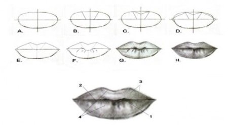 Мужские губы рисунок поэтапно (54 фото)