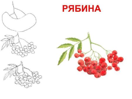 Ветка рябины поэтапное рисование