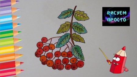 Ветка рябины рисунок легко
