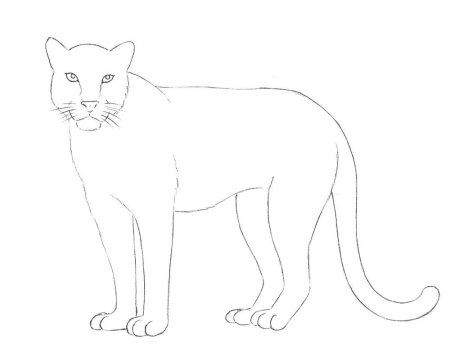 Рисунок леопарда для начинающих