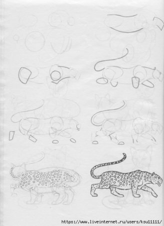 Как рисовать гепарда