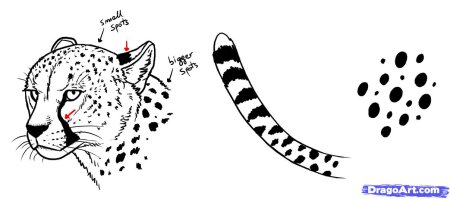 Схема рисования леопарда для младшей группы