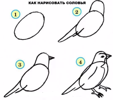 Нарисовать голубя поэтапно