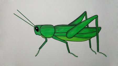 Кузнечик для срисовки
