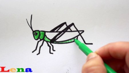 Последовательность рисования насекомых