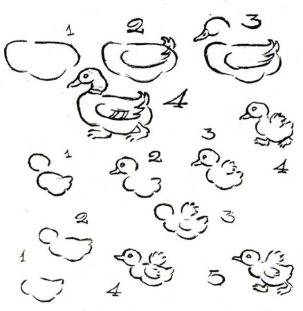 Поэтапное рисование птиц