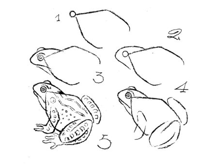 Как рисовать лягушку поэтапно