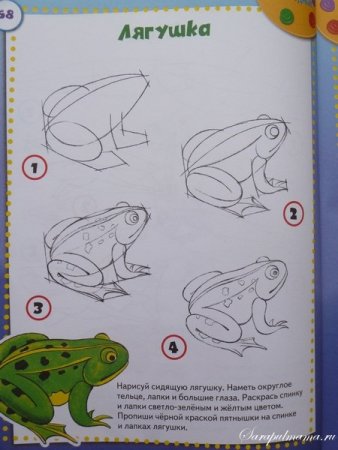 Поэтапное рисование лягушки