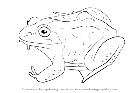 Лягушка рисунок карандашом