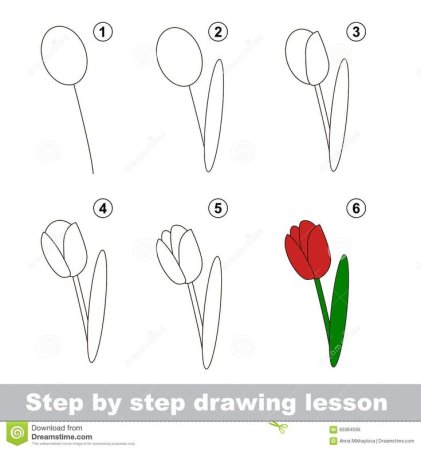 Алгоритм рисования тюльпана