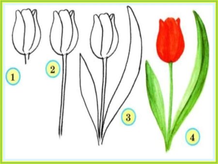 Рисование тюльпаны в подготовительной группе