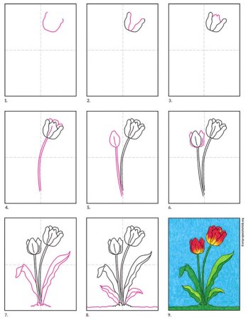 Пошаговый рисунок тюльпана