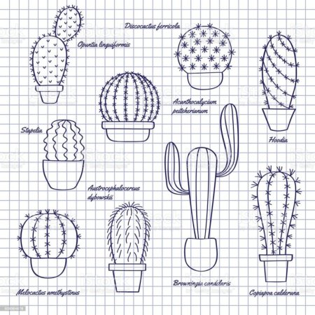 Поэтапный рисунок кактуса