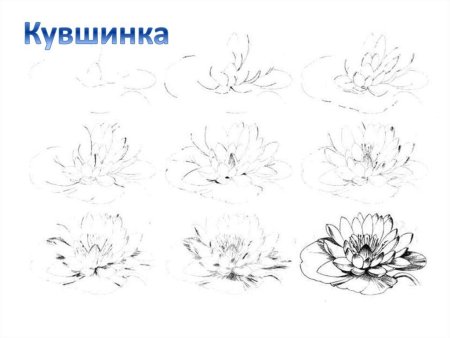Кувшинка рисунок карандашом для детей поэтапно
